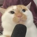 PODCAT logo