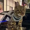 Kimchi's Cat logo
