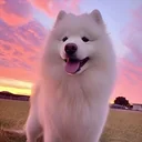 Maya The Samoyed logo