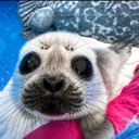 Save The Seals logo