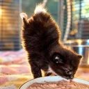 The Handstand Kitten logo