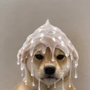 No Nut Inu logo
