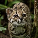 Leopardus tilcayo logo