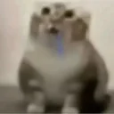 drooling cat logo