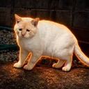 sadcat logo