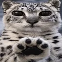 snow leopard meimei logo