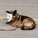 Monero Dog logo