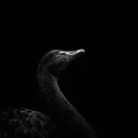 The Black Swan logo