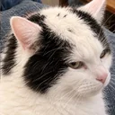 baldcat logo