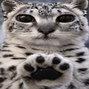 paws at you logo