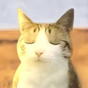 clarity cat logo