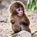 Nina The Monkey logo