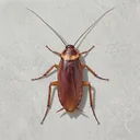 cockroach logo
