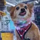 Qubit The Quantum Dog logo