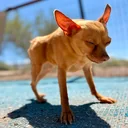 Cricket The Dog logo